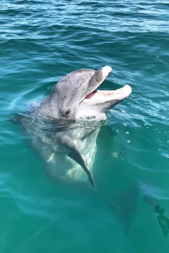 A dolphin swimming in the ocean with its mouth open